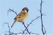Tree Sparrow - Passer montanus - perched in hawthorn hedge in winter. Yorkshire. UK. 